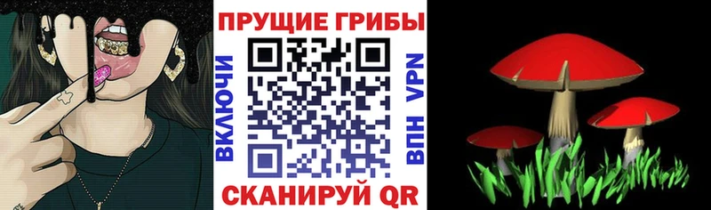 Псилоцибиновые грибы Psilocybe  где купить наркоту  МЕГА ССЫЛКА  Севастополь 